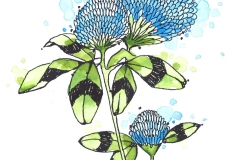luckyclover-colored-adayfordaisies