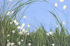 daisygrass-tami