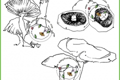 fairyring-3